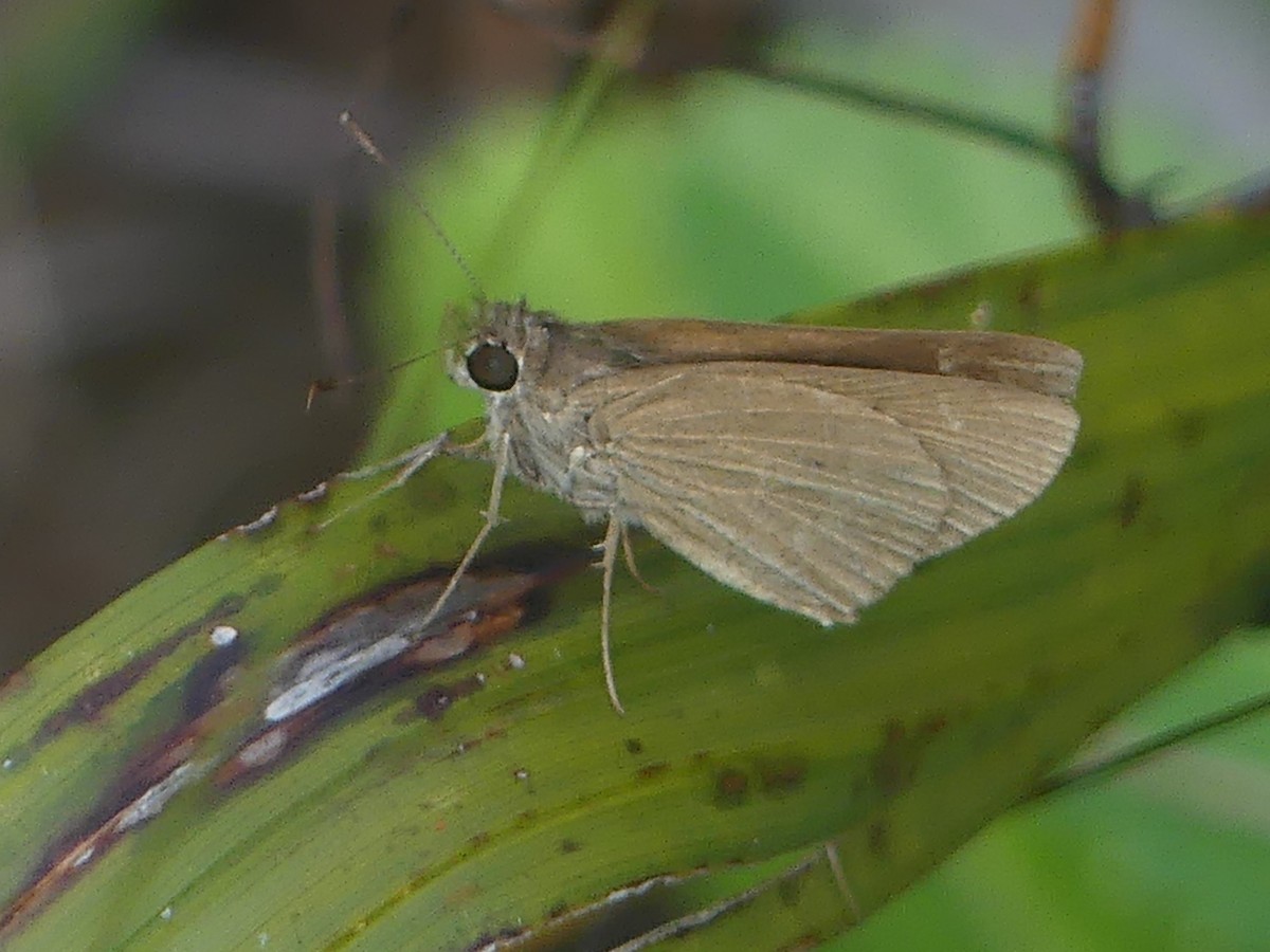Three-spotted Skipper - ML645427518