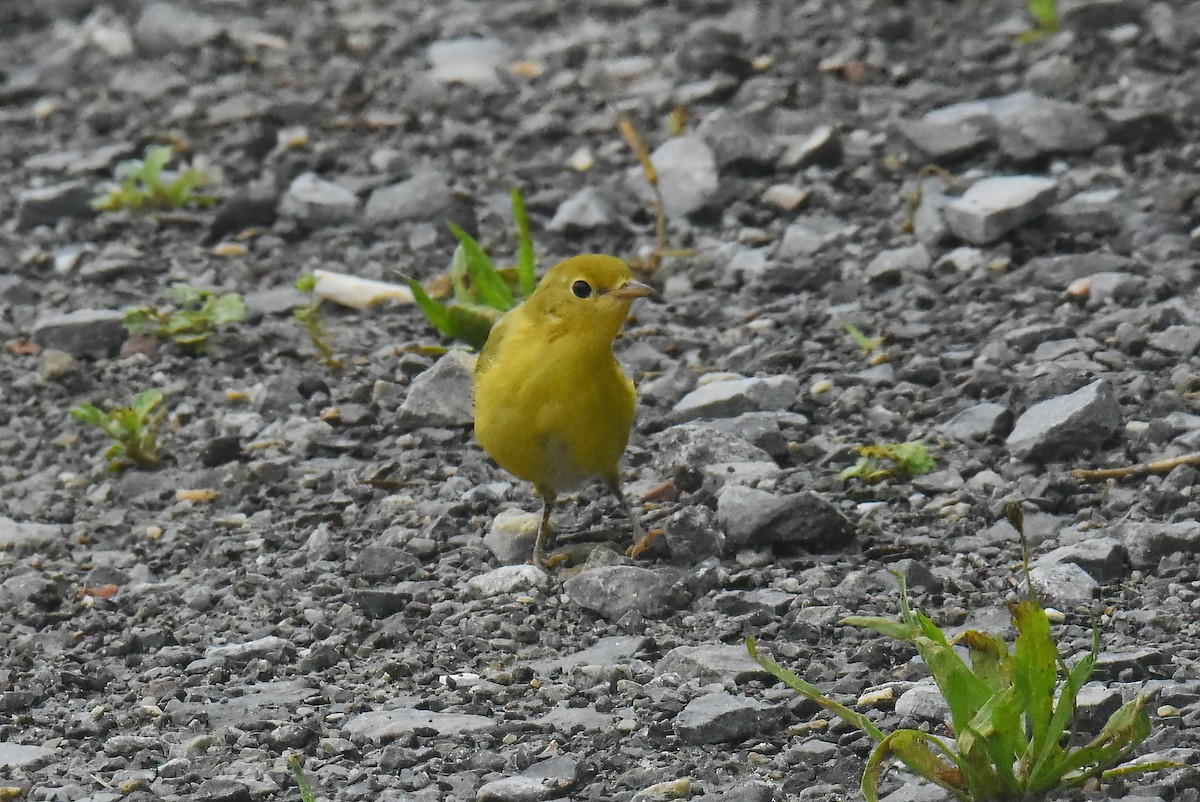 Northern Yellow Warbler - ML645427529