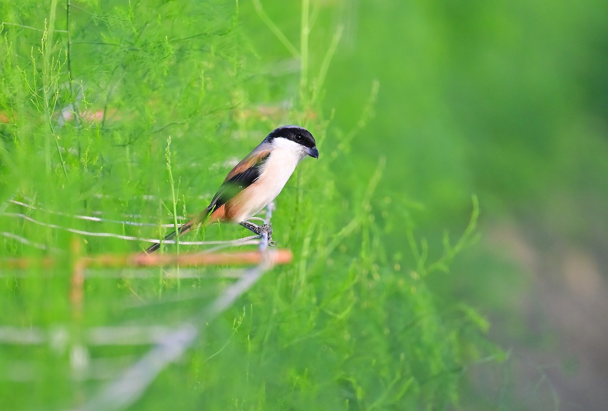 Long-tailed Shrike - ML645427539