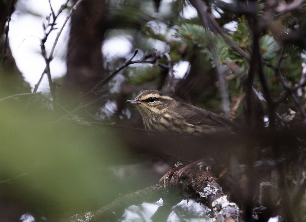 Northern Waterthrush - ML645427540