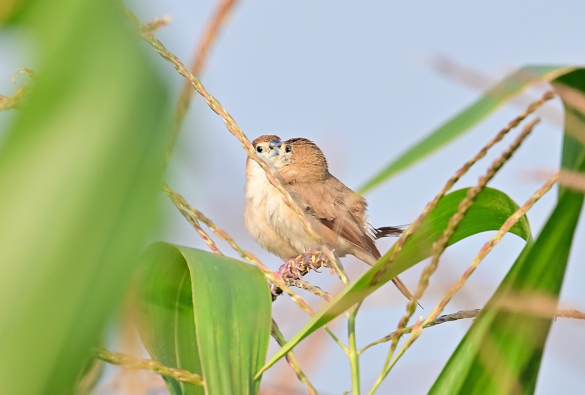 Indian Silverbill - ML645427546