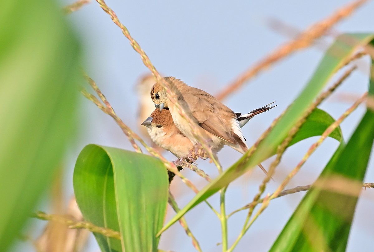 Indian Silverbill - ML645427547