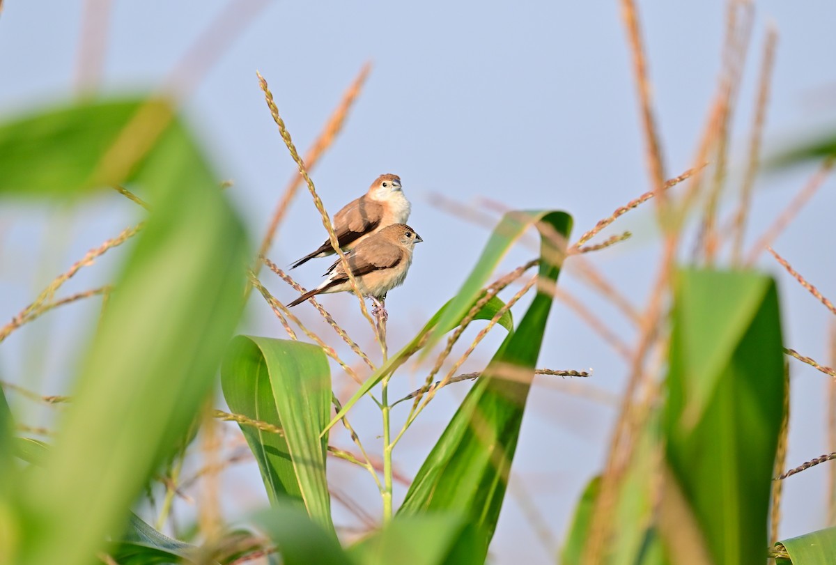 Indian Silverbill - ML645427548