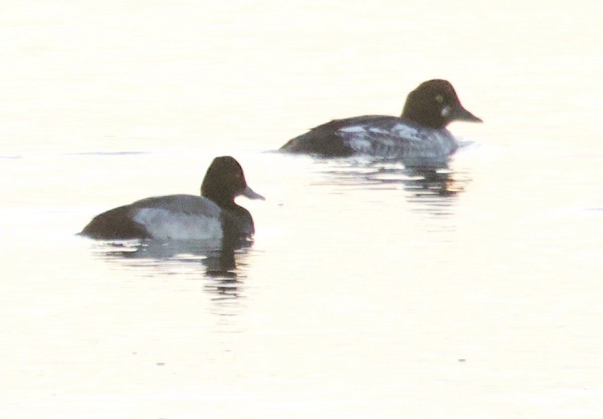 Common Goldeneye - ML645427560