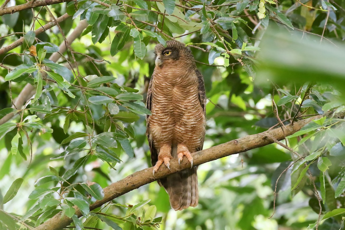 Nínox Rojizo - ML645427563