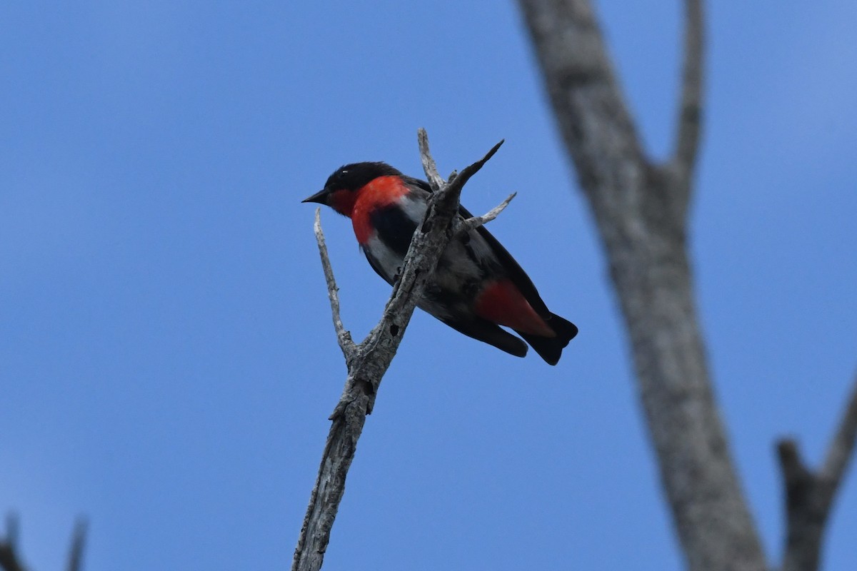 Mistletoebird - ML645427579