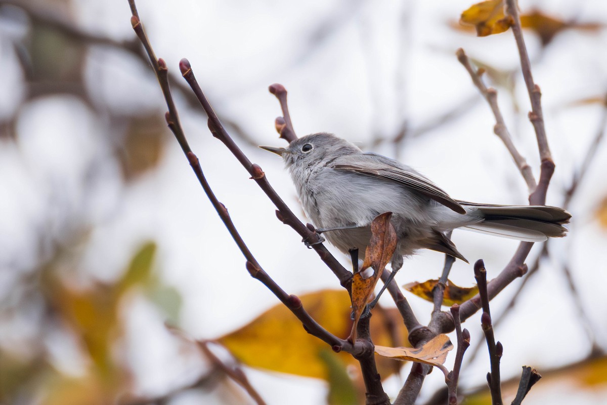 Комароловка сиза - ML645427582