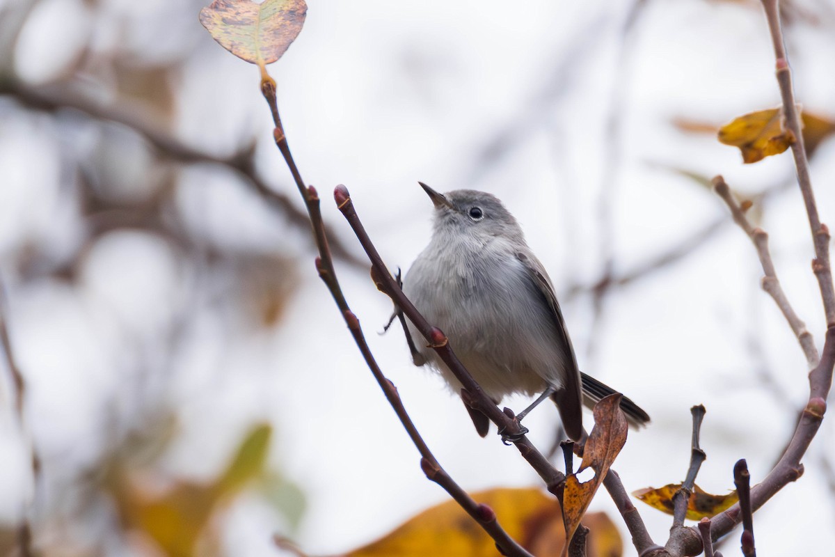 Комароловка сиза - ML645427583