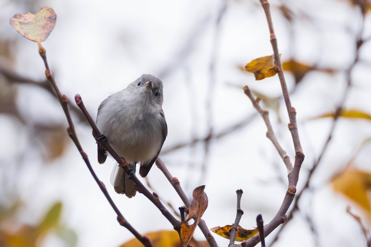 Комароловка сиза - ML645427584