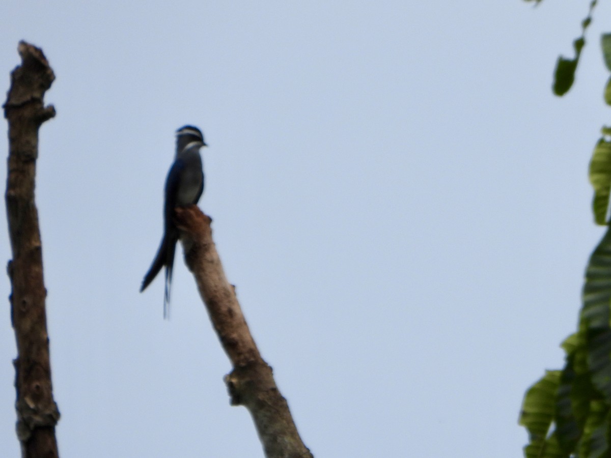 Усатый клехо - ML645427605