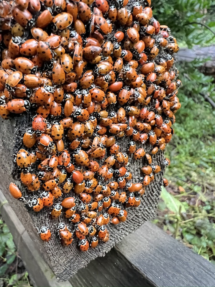 Animals - ML645427615