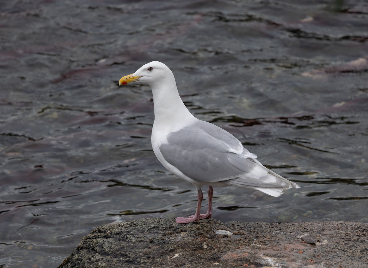 Glaucous-winged Gull - ML645427619