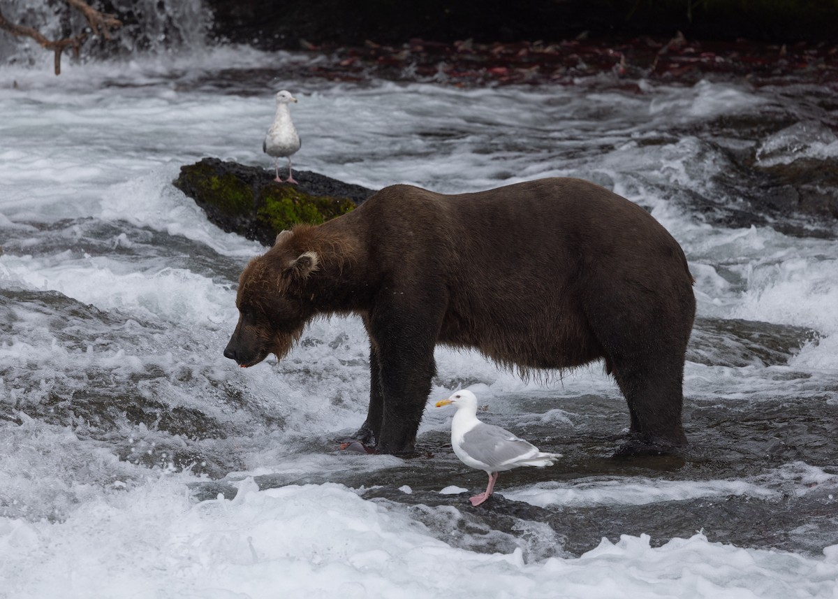 Glaucous-winged Gull - ML645427620