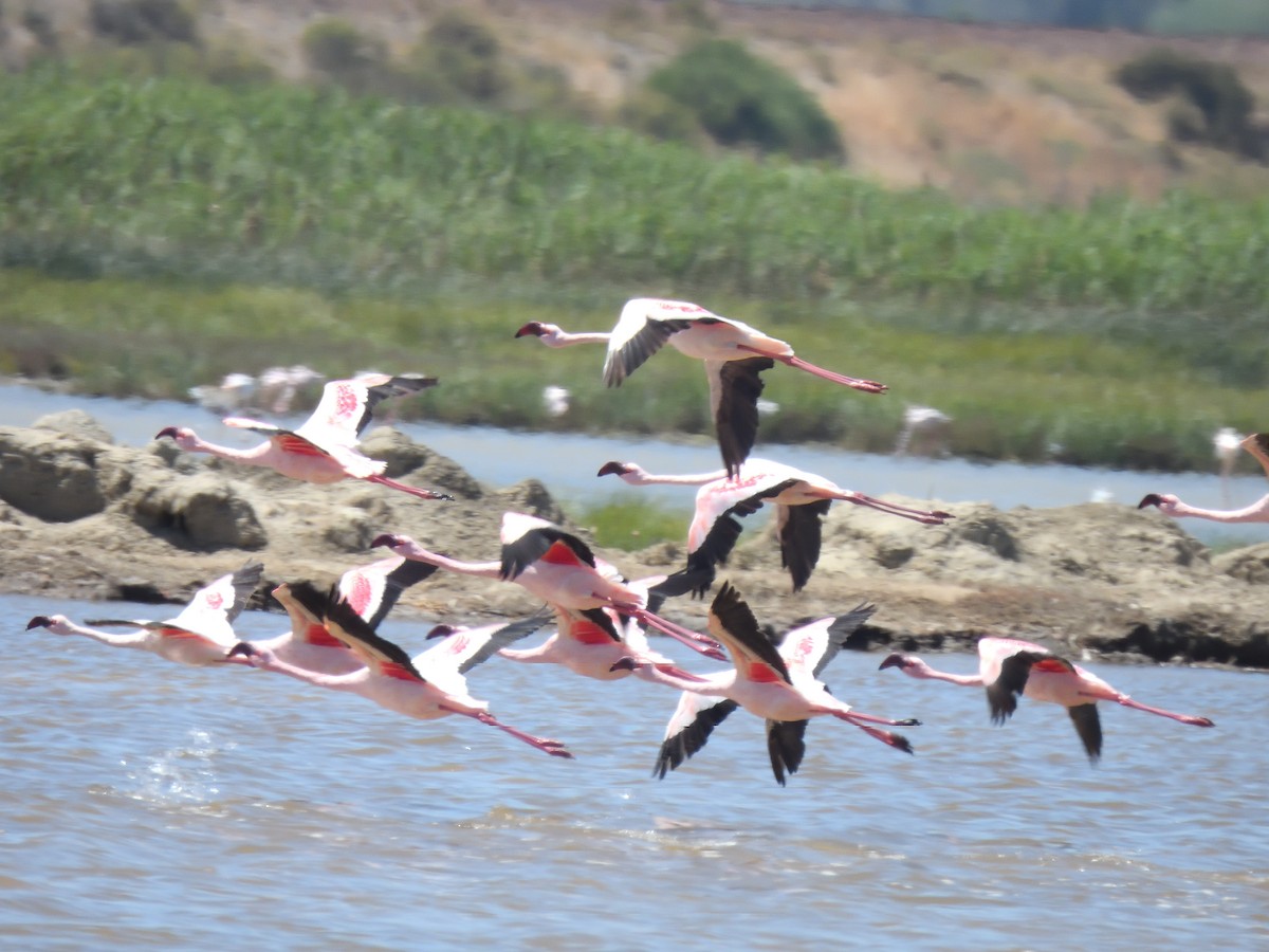 Zwergflamingo - ML645427623