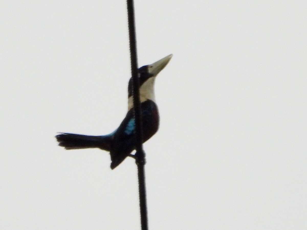 Cucaburra Ventrirrufa - ML645427627