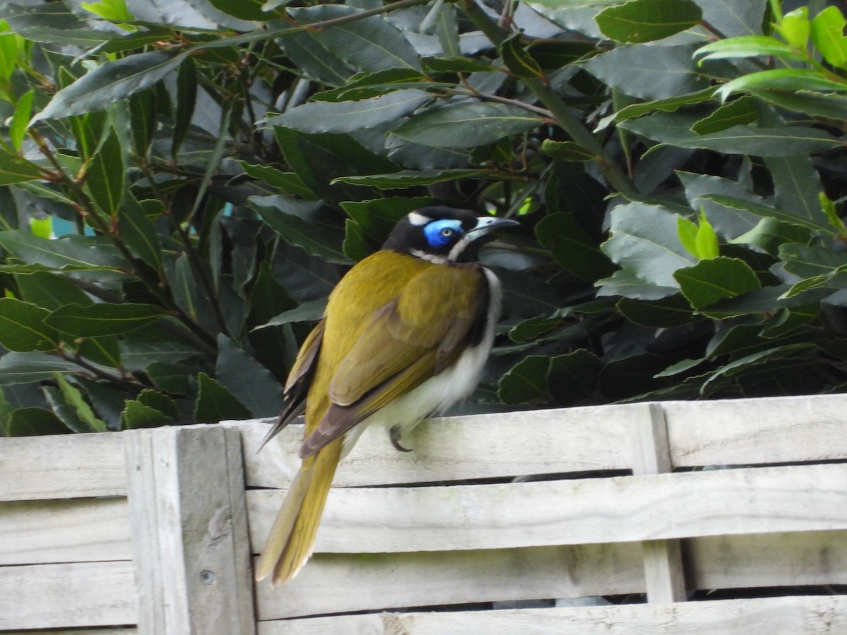Blue-faced Honeyeater - ML645427633