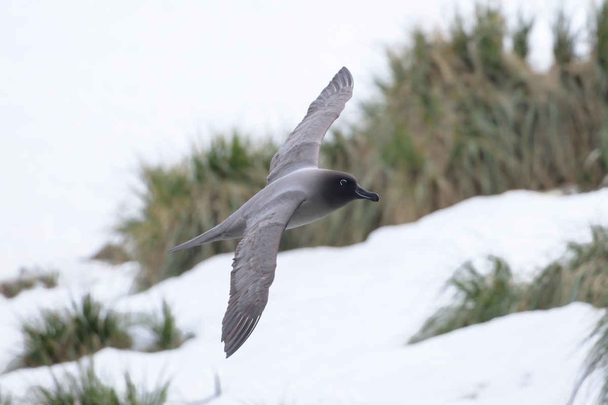 Light-mantled Albatross - ML645427634