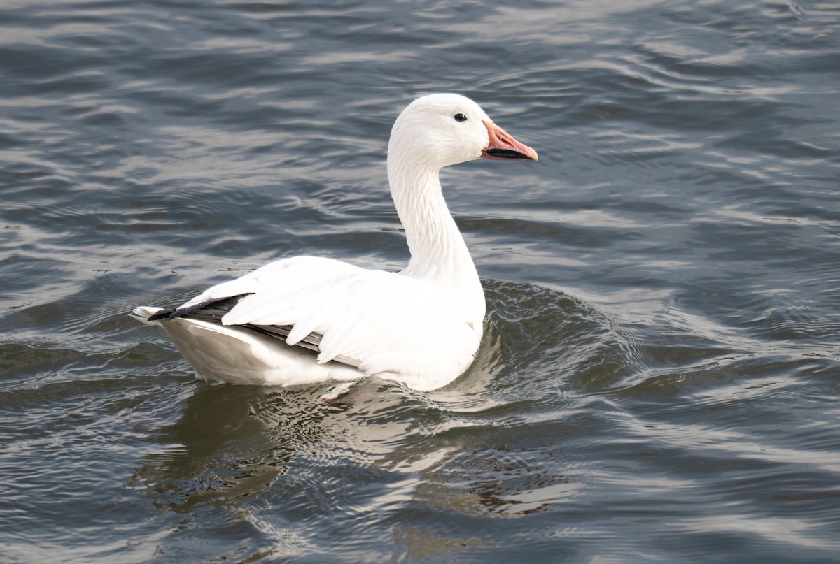 Цасны галуу - ML645427638