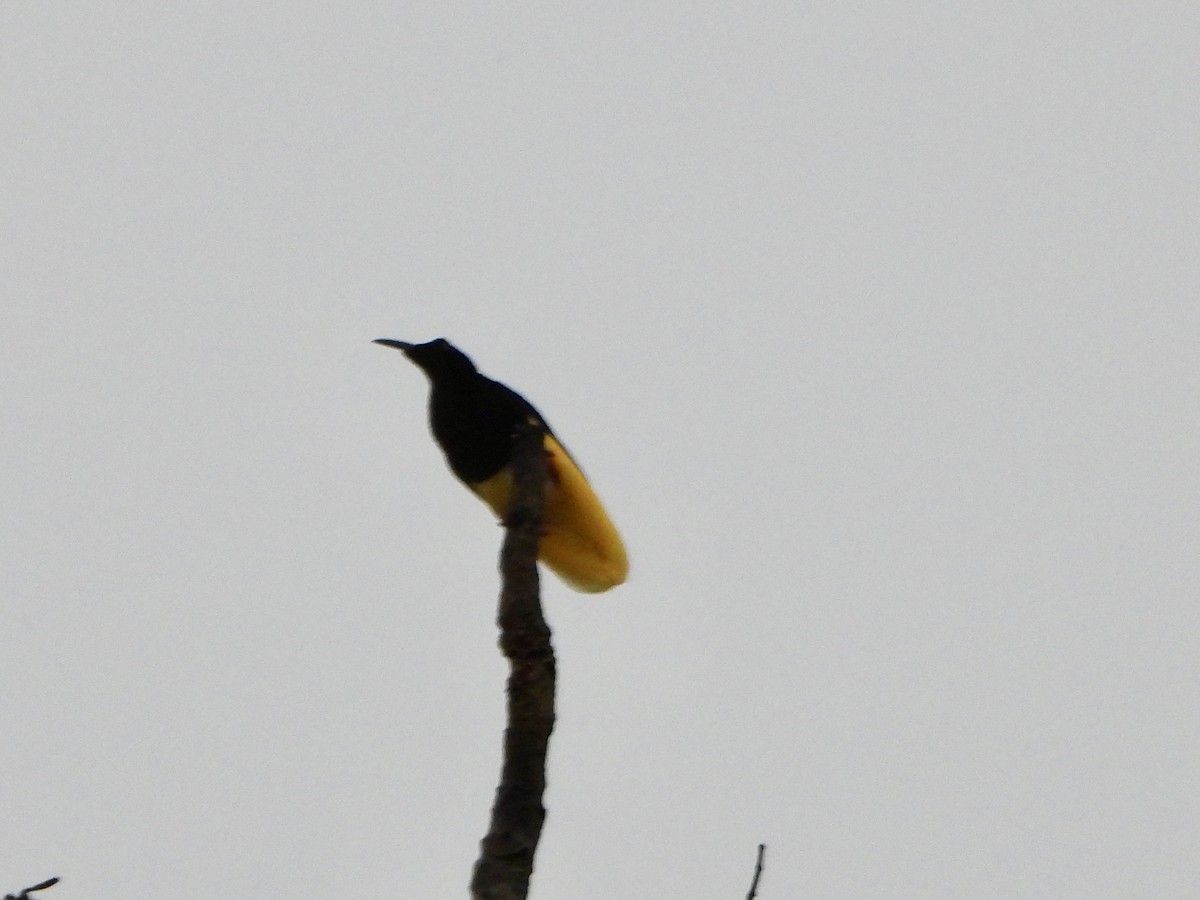 Twelve-wired Bird-of-Paradise - ML645427643