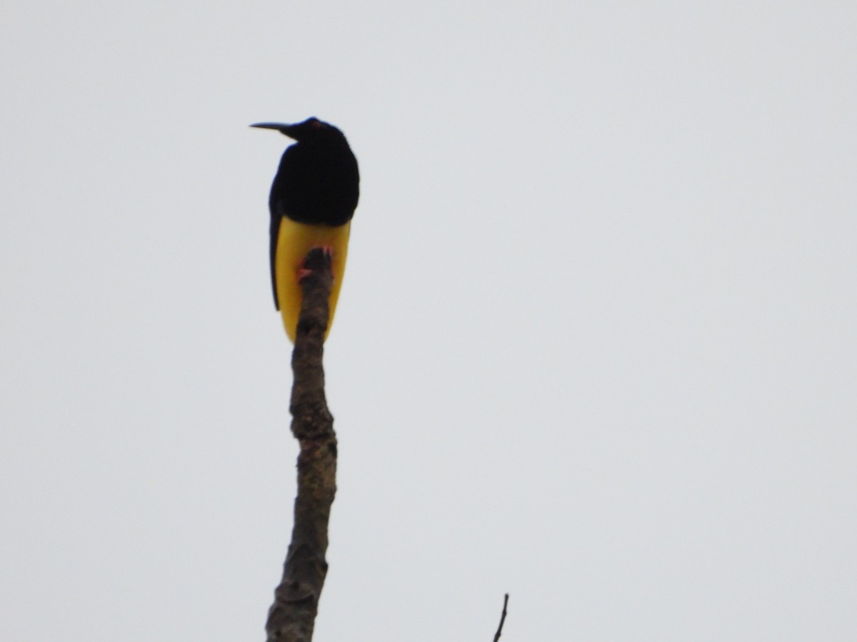 Twelve-wired Bird-of-Paradise - ML645427644