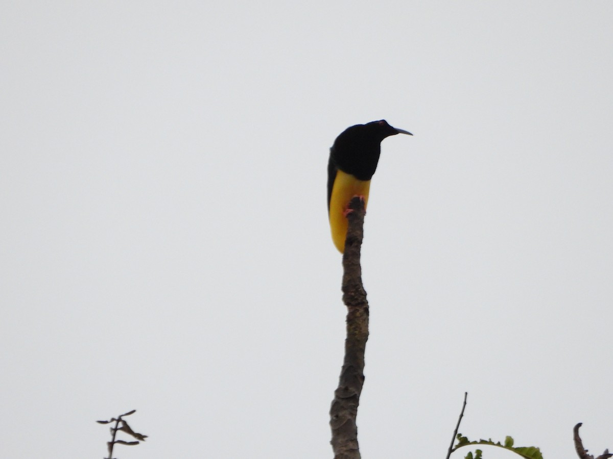 Twelve-wired Bird-of-Paradise - ML645427645