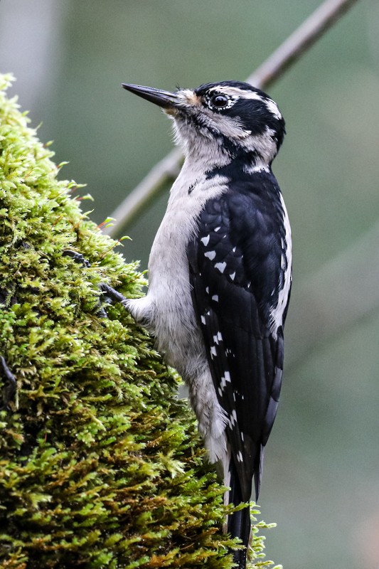 Дятел волохатий - ML645427646