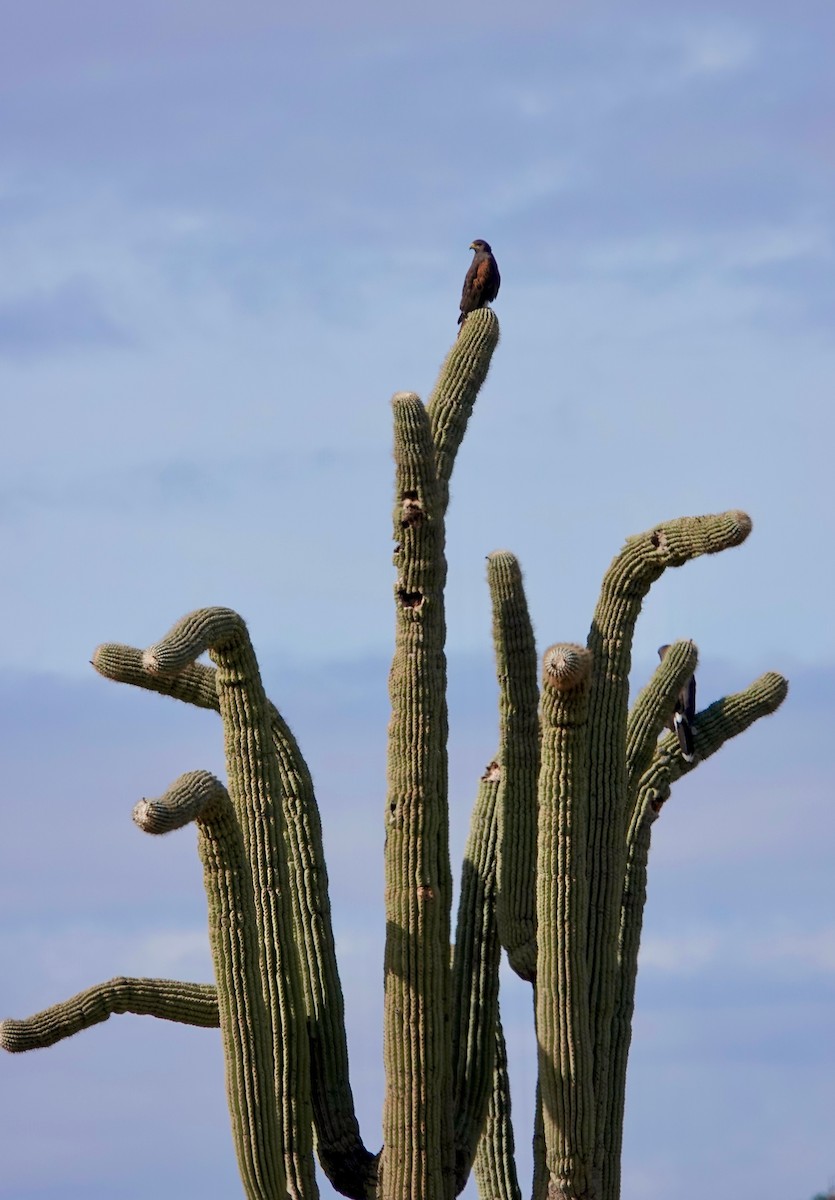 Harris's Hawk - ML645427647