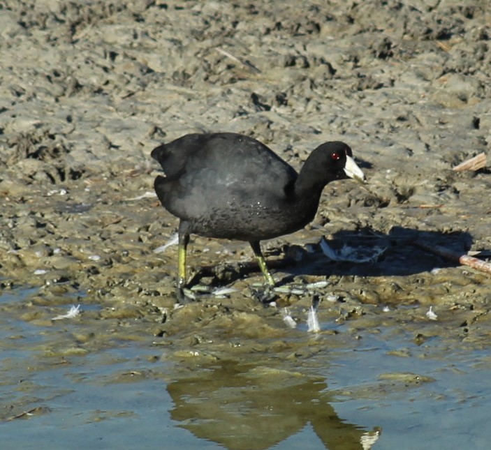 American Coot - ML645427648