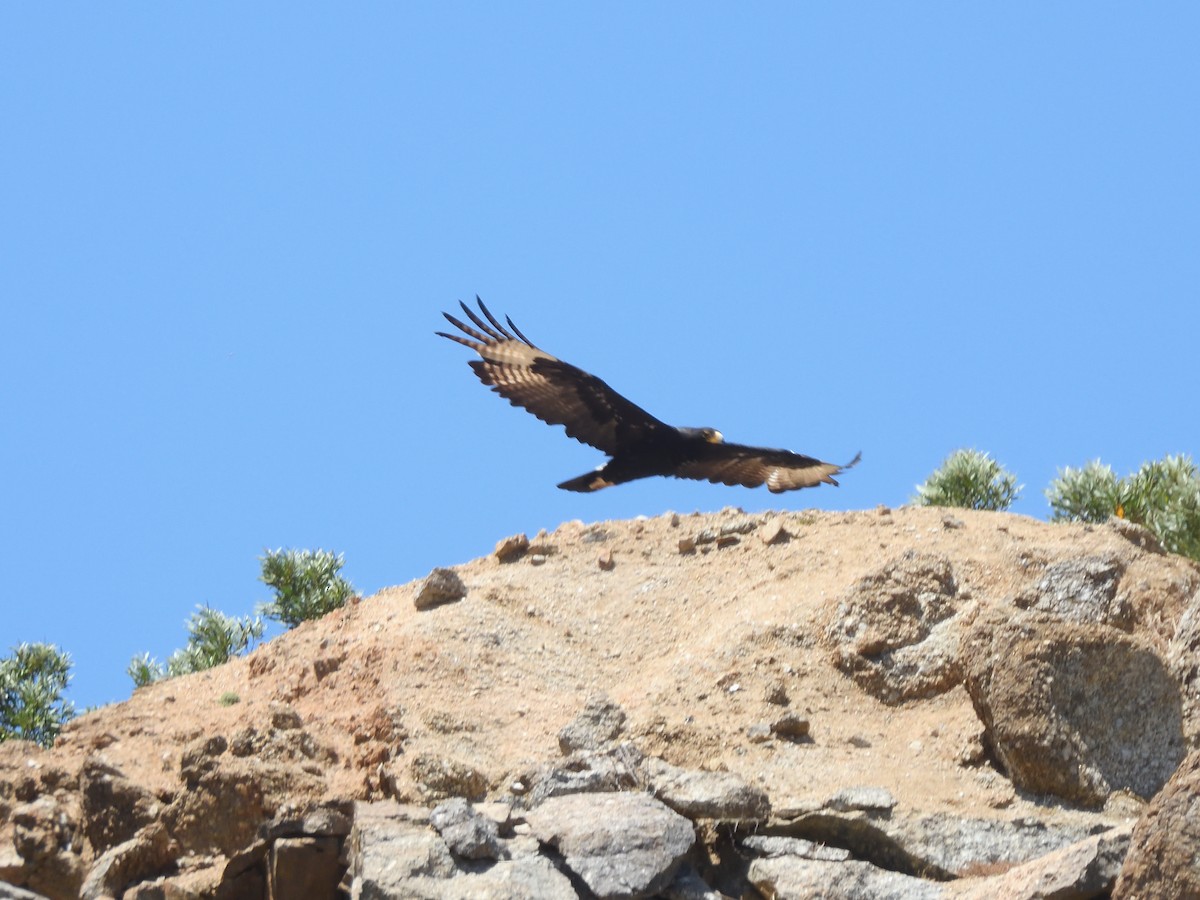 Verreaux's Eagle - ML645427654
