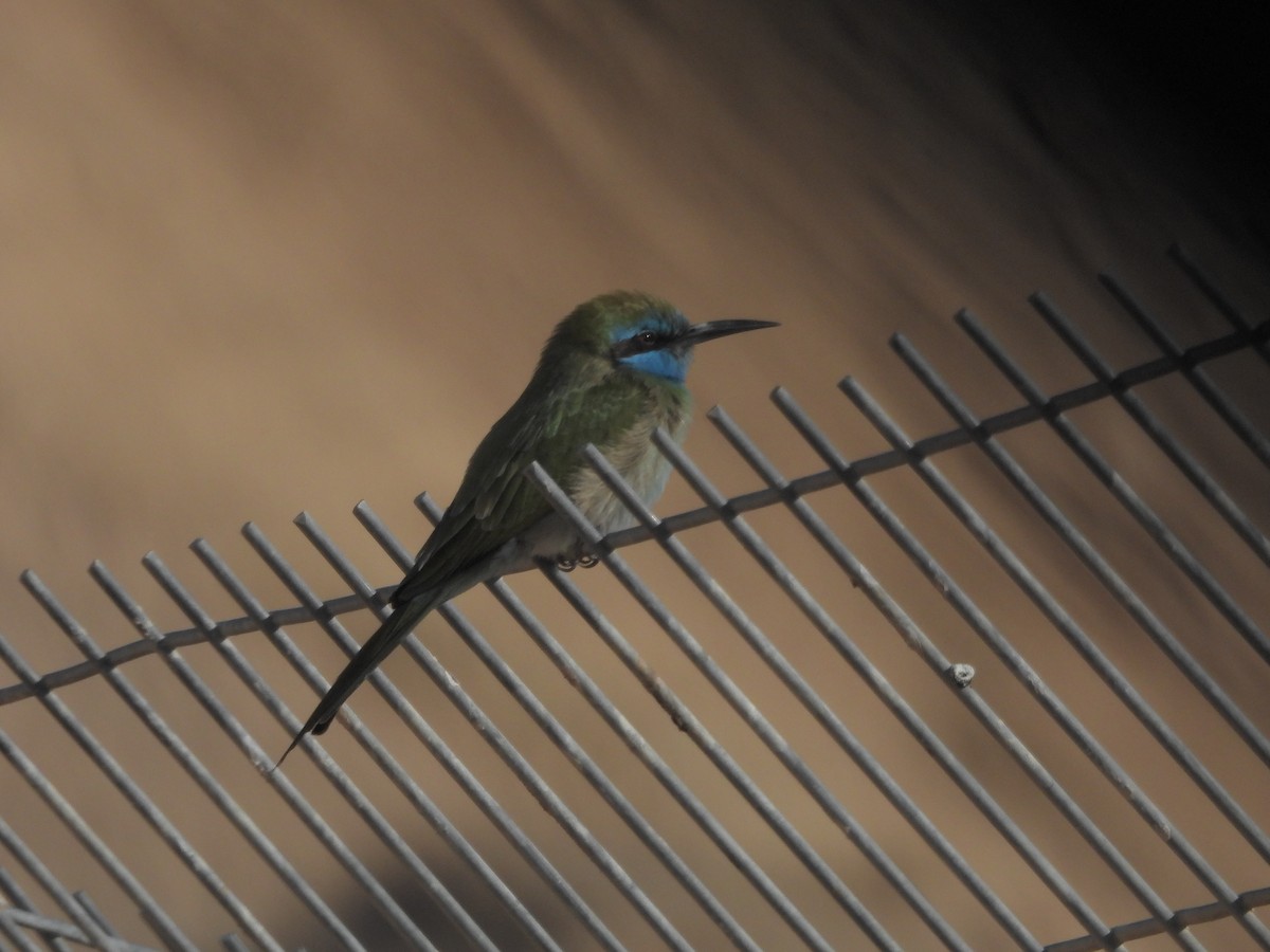 Arabian Green Bee-eater - ML645427656