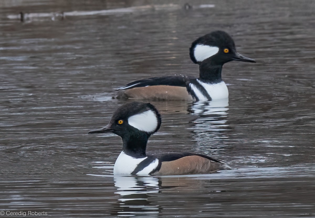 Hooded Merganser - ML645427665