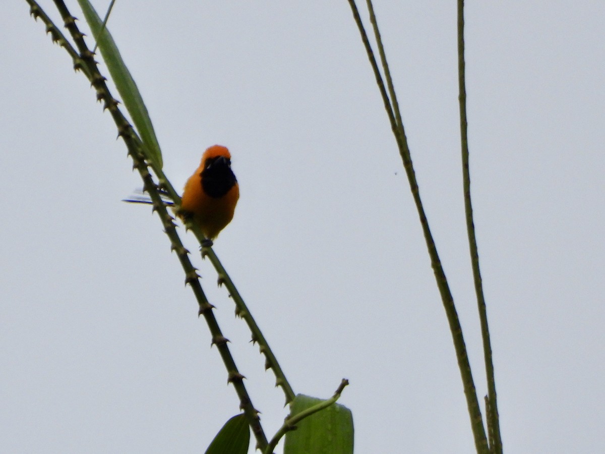 Golden Monarch - ML645427668