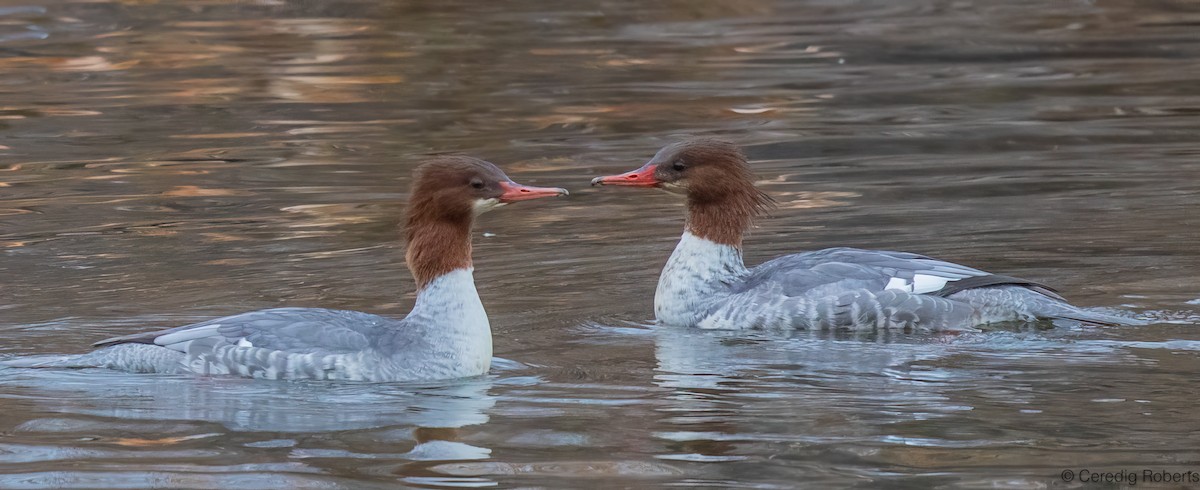 Common Merganser - ML645427669