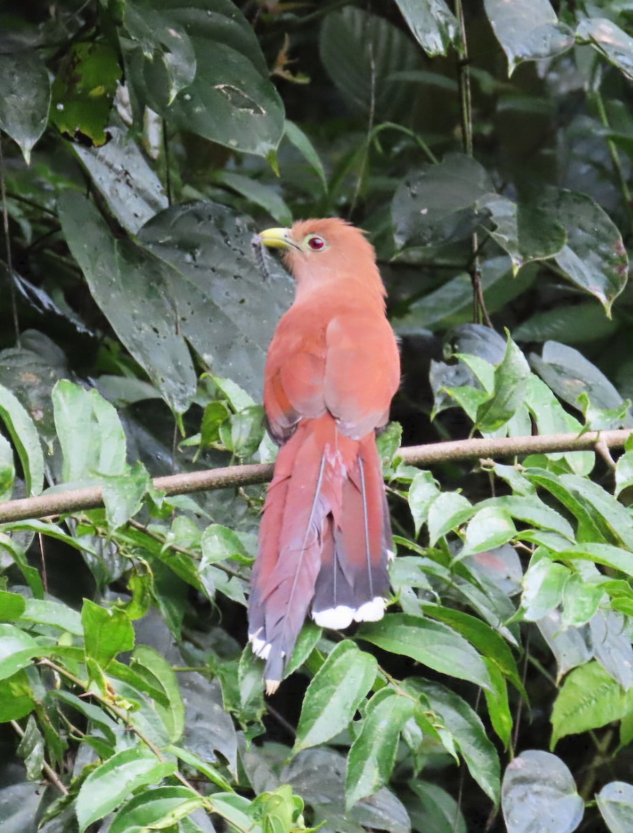 Common Squirrel-Cuckoo - ML645427671