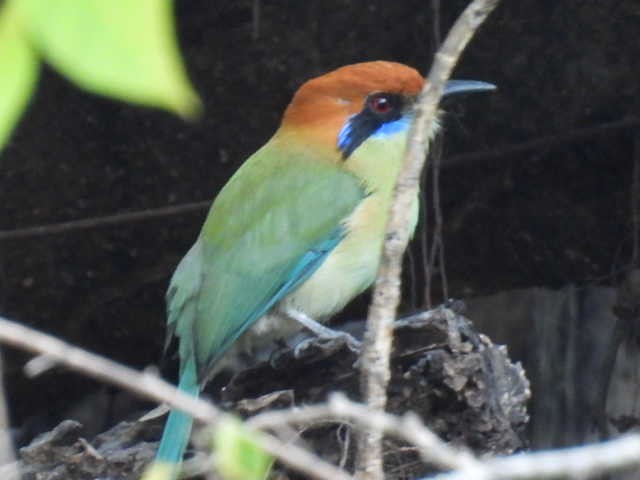 Russet-crowned Motmot - ML645427672
