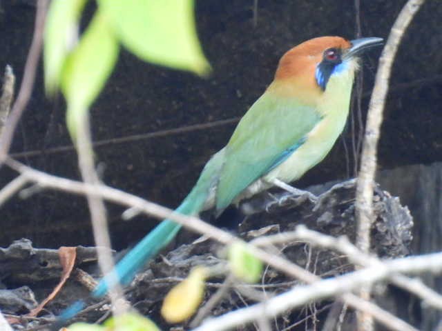 Russet-crowned Motmot - ML645427673