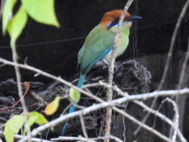 Russet-crowned Motmot - ML645427674