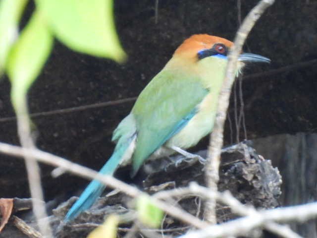 Russet-crowned Motmot - ML645427675