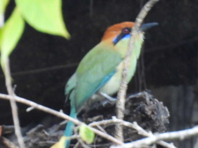 Russet-crowned Motmot - ML645427676