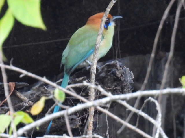 Russet-crowned Motmot - ML645427677