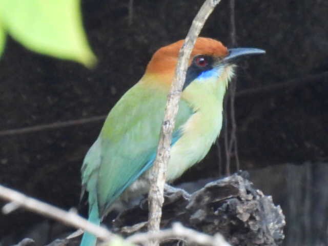 Russet-crowned Motmot - ML645427678