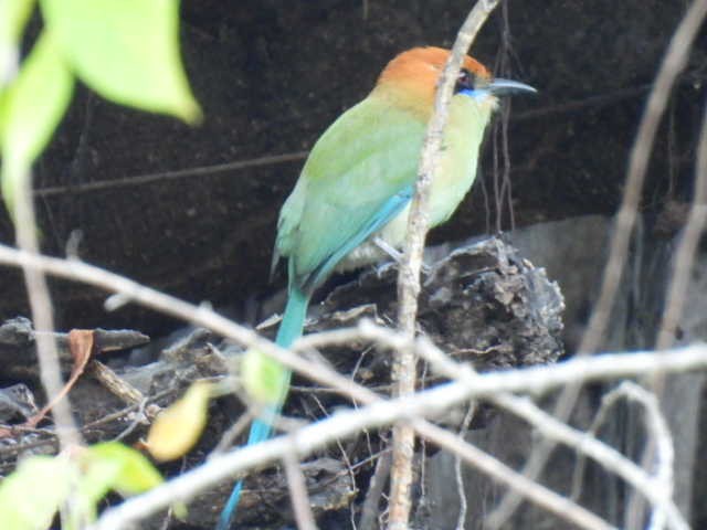 Russet-crowned Motmot - ML645427679
