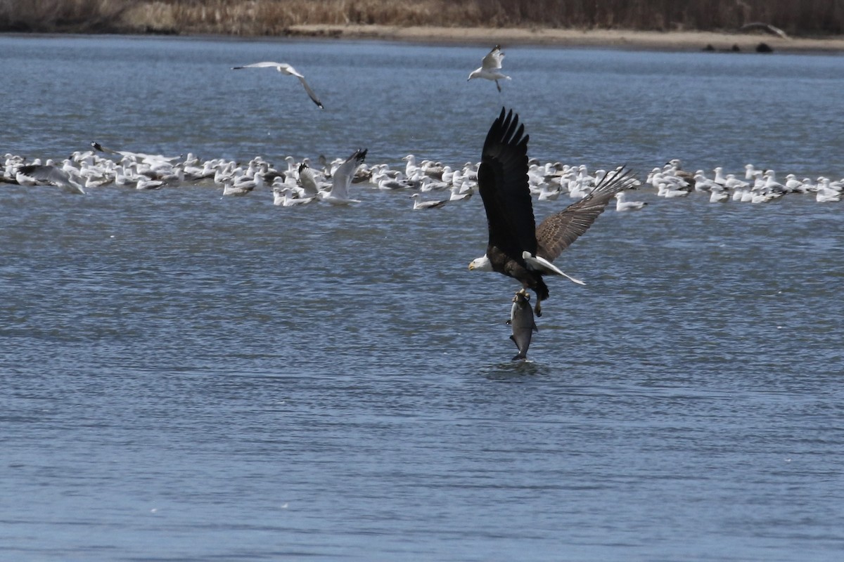 Bald Eagle - ML645427680