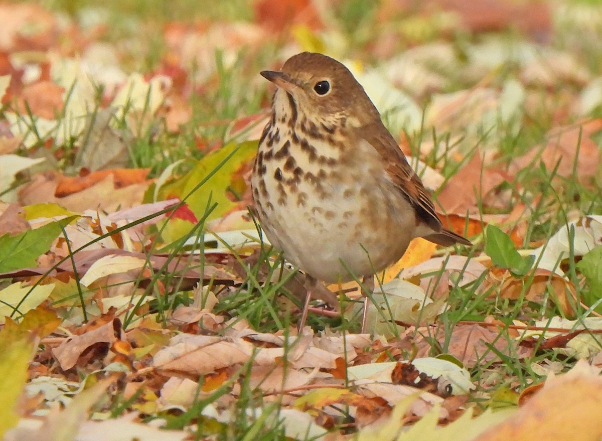Hermit Thrush - ML645427682