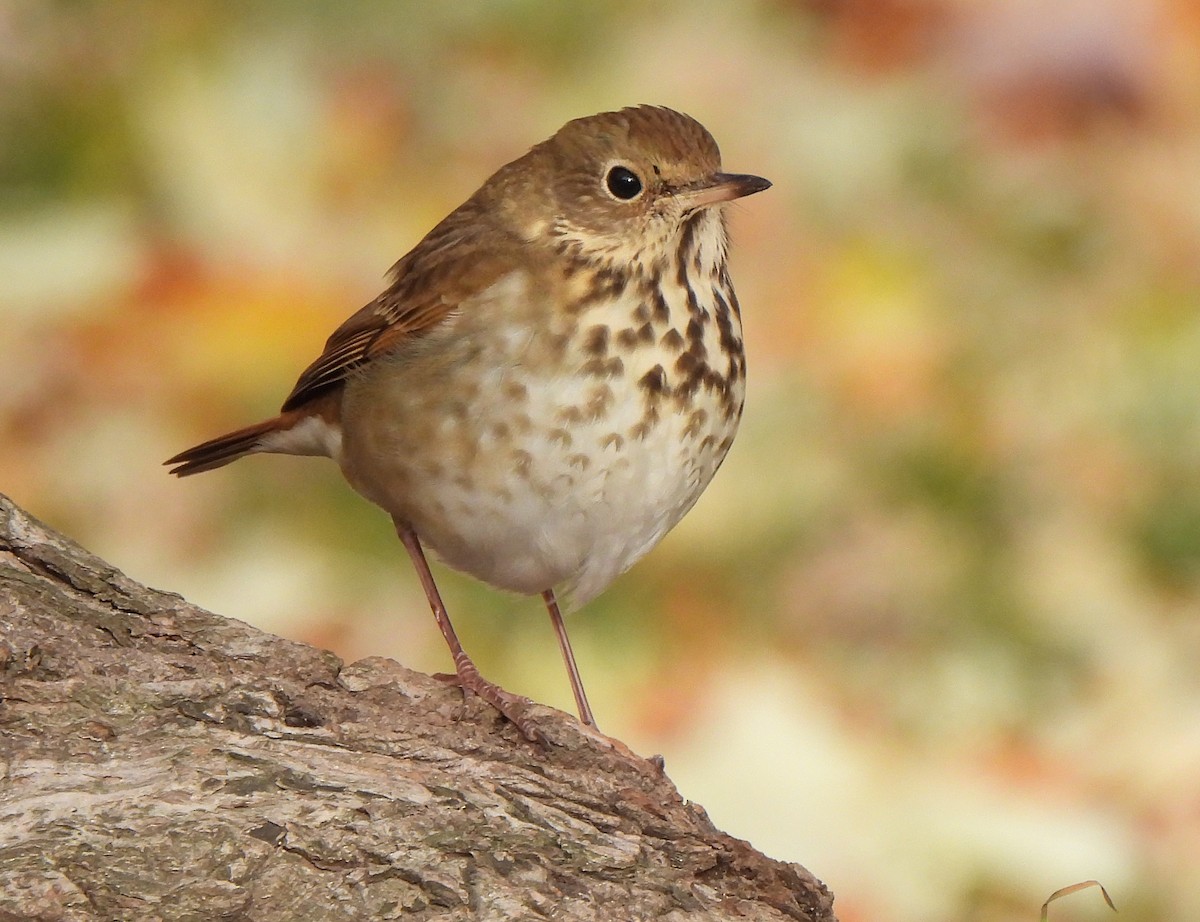 Hermit Thrush - ML645427683