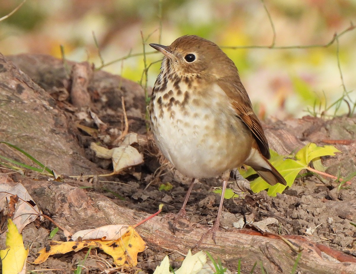 Hermit Thrush - ML645427684