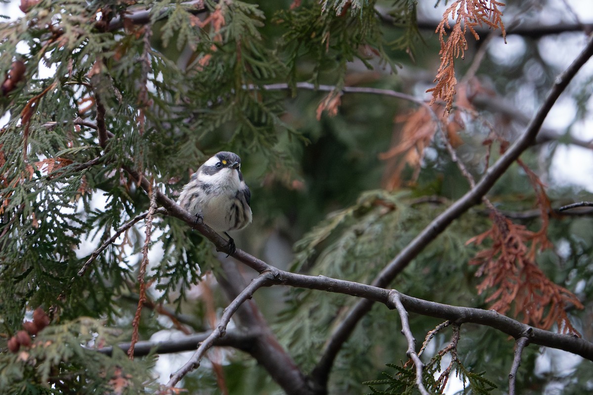 Black-throated Gray Warbler - ML645427687