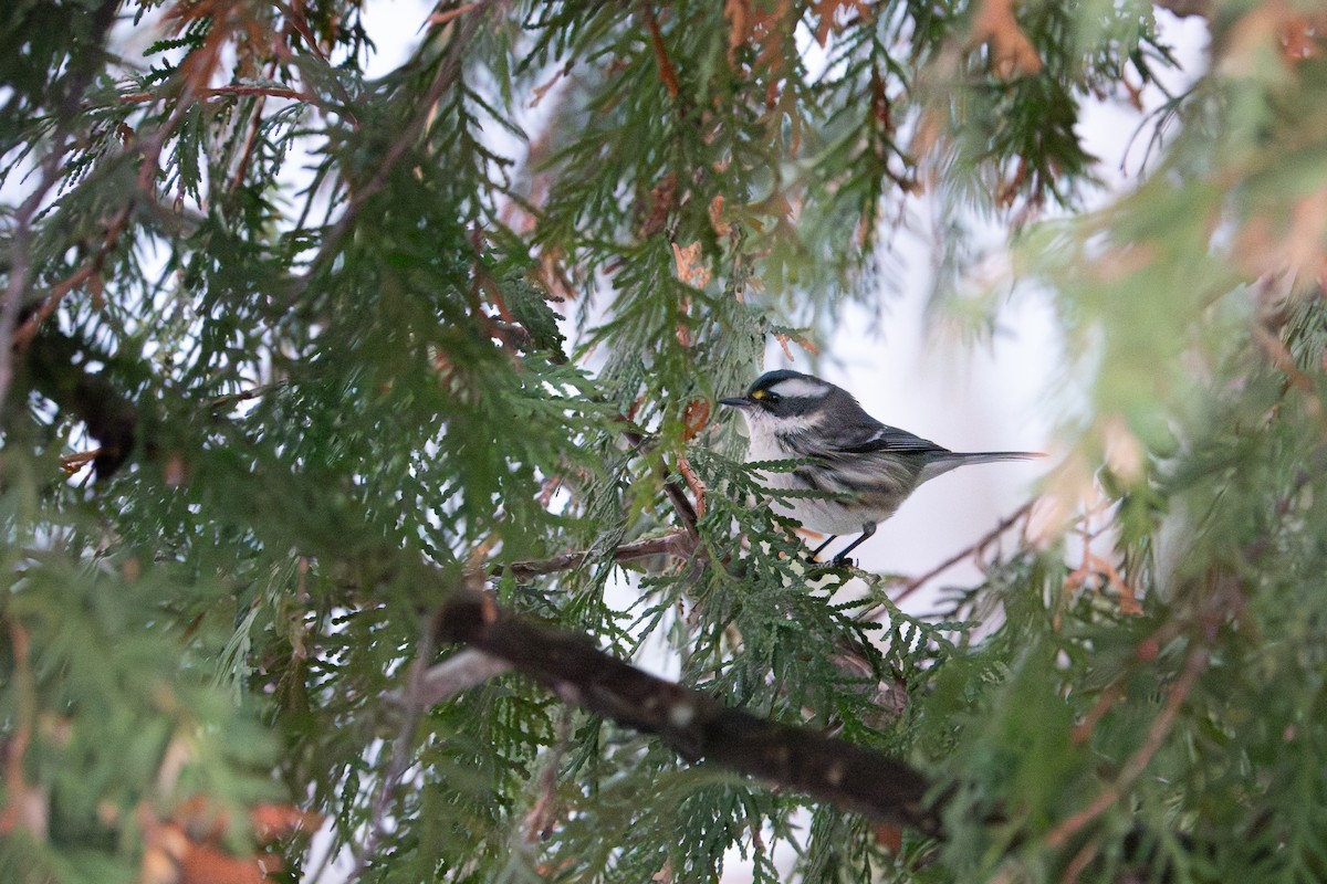Black-throated Gray Warbler - ML645427688