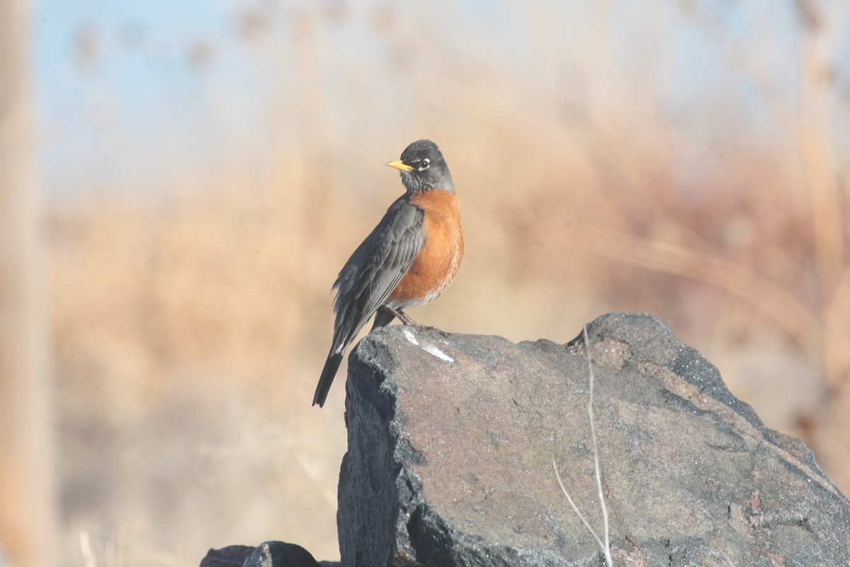 American Robin - ML645427690