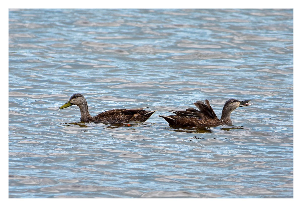 American Black Duck - ML645427692
